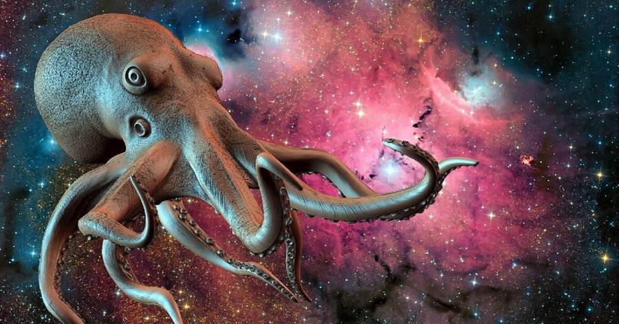 章魚其實來自外星？多個研究資料表明，這個猜測或許是對的