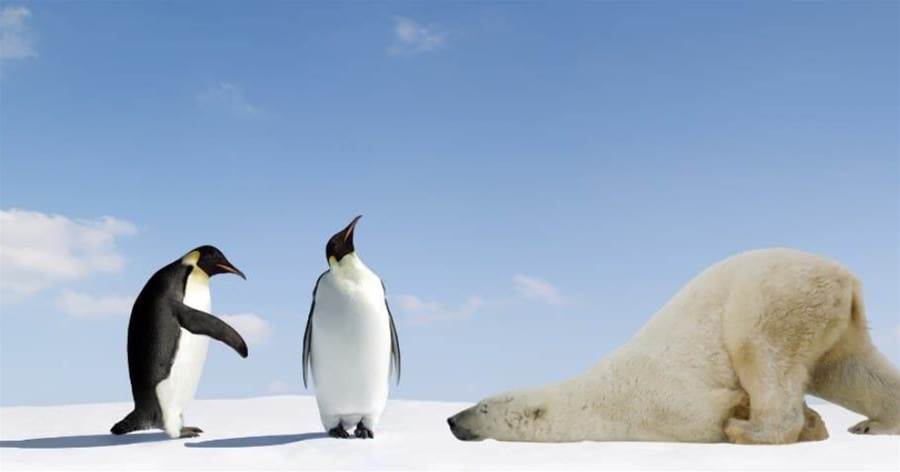 為什麼北極沒有企鵝？19世紀放養北極的69只企鵝，現在怎麼樣了？
