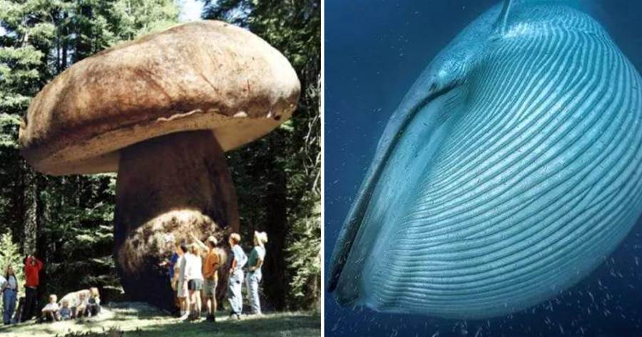 地球上最大的生物，竟然是一株蘑菇：活了2800年，占地10平方公里