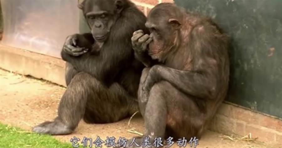 公猩猩給母猩猩按摩，沒按幾下手就不老實，鏡頭記錄下全程