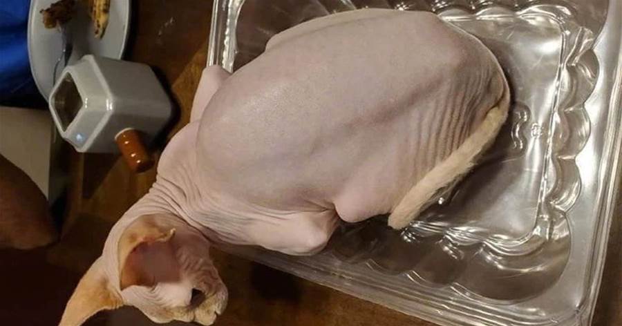 這只無毛貓看起來有點餓，網友：白斬雞？