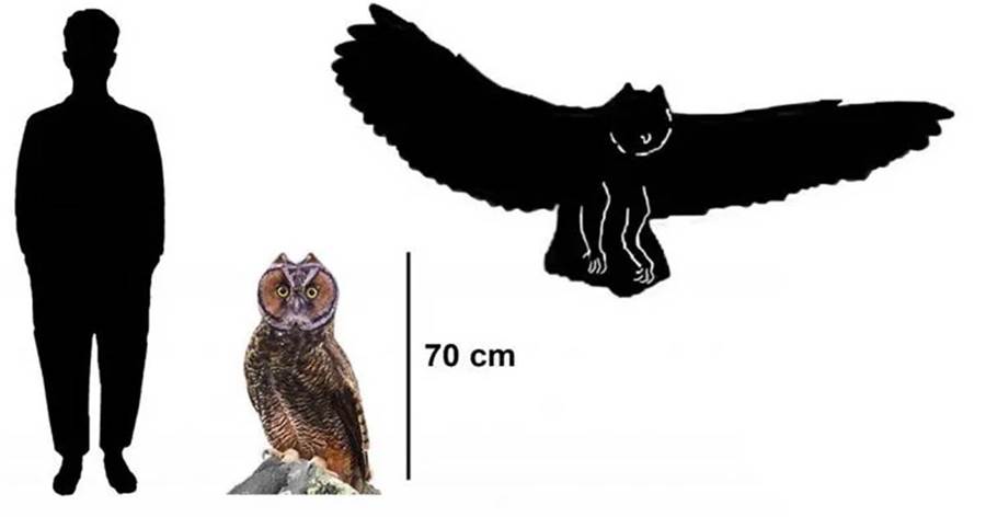 專門捕食貓頭鷹的貓頭鷹-厄瓜多爾獵鴞