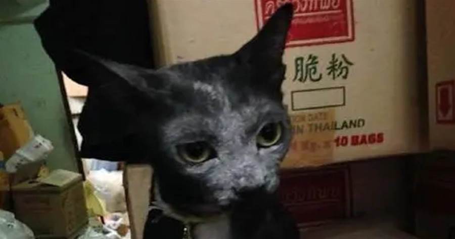 黑貓：終於找到了美白的秘密...