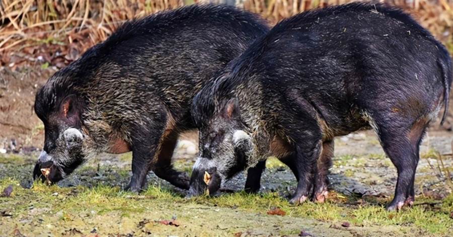 日本福島野豬氾濫？已產生奇怪品種，研究基因後有意外發現