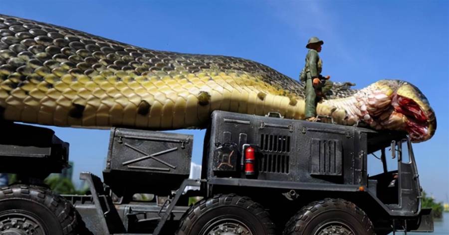 有記錄以來，世界上現存最大的蛇是什麼？這些才是真實資料