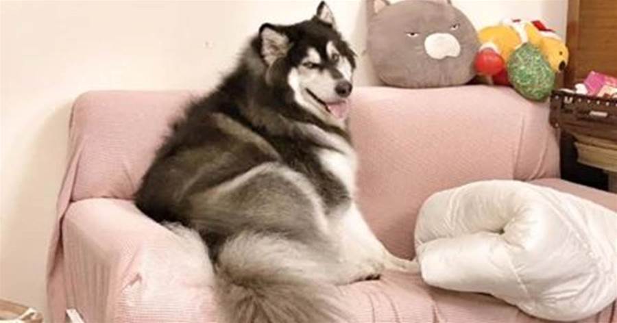 網友坐月子時把狗交給老人帶，可沒想到狗子也坐了回月子，笑死了！
