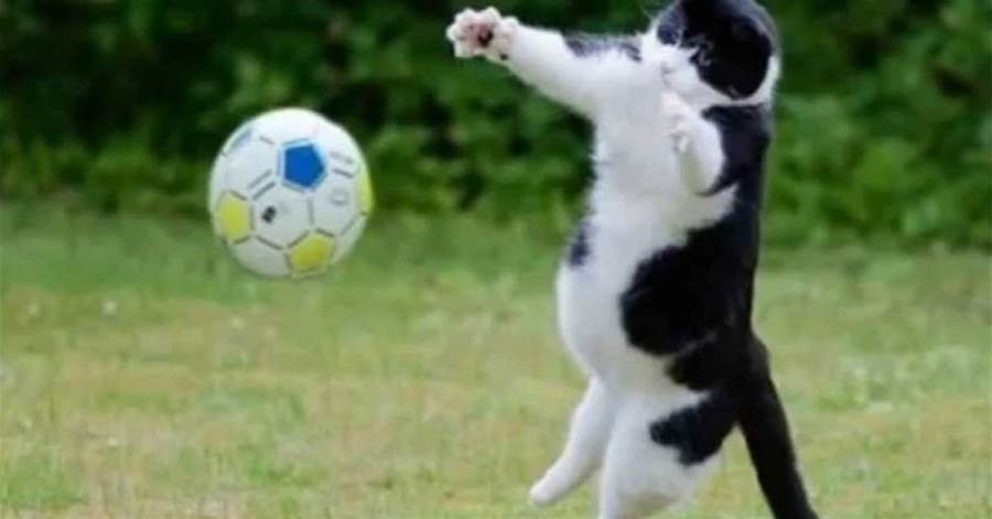 如果貓咪也有奧運會...網友：哈哈哈哈！金牌給你！