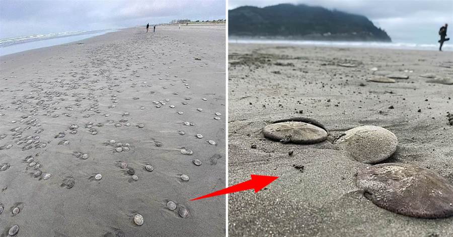 直徑約10公分！美國海灘突現大量餅狀物，還在移動，專家發出警告