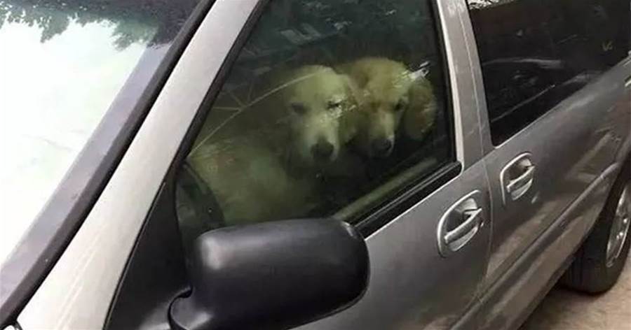 金毛們被困在車內，主人餵食卻不放它們出來，原因令人傻了眼！