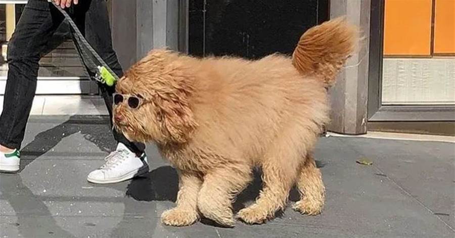 頂著颱風遛完狗，鄰居問狗子去哪裡燙的頭…
