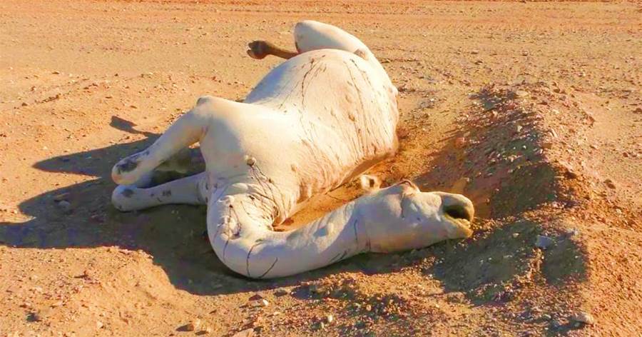 在沙漠中遇到"死去的駱駝"，為什麼不能碰？碰了后果有多嚴重？