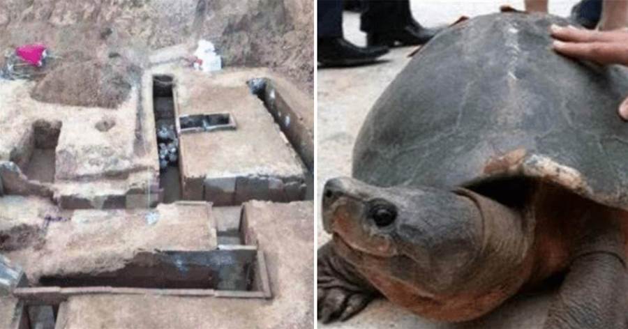 湖北一座2000年古墓，意外發現一只「千年」老龜，考古專家被嚇到，驚歎：古人的智慧！