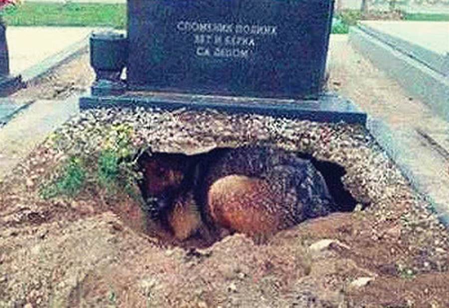主人去世后，狗狗挖洞守墓3年，把狗狗拉出來時卻發現意外驚喜