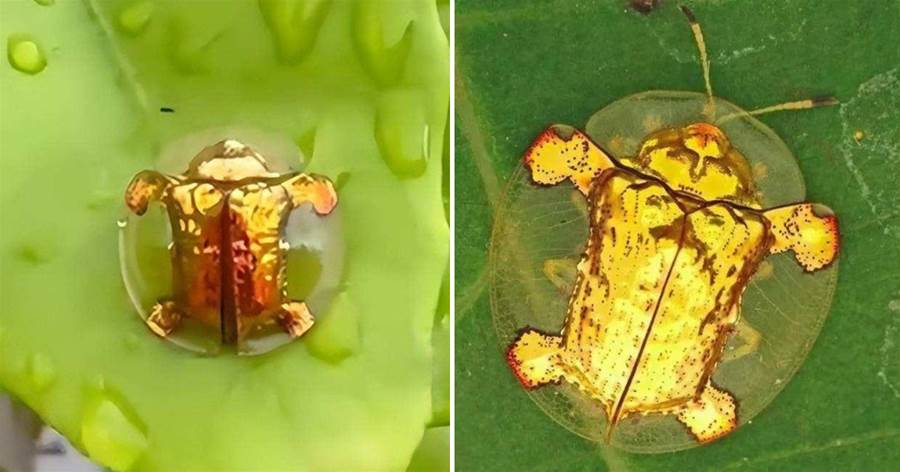 村民抓到金色甲蟲，據傳價值20萬，專家：外殼是否含黃金還需考證