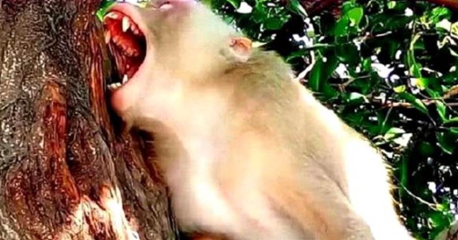 遊客丟給猴子一個朝天椒，猴子咬一口後當場發飆，鏡頭記錄下過程，網友批評：太惡劣