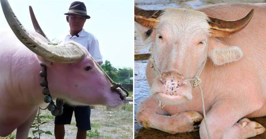 21年前，越南老農花1200萬買了一頭水牛，如今有人愿意花10億購買